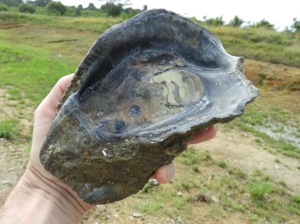 Huître fossile datée d’environ 125 000 ans, découverte près de la rampe de lancement d’Ariane 6, à Kourou, Guyane, au cours de la campagne de terrain de 2019. (Crédit : P.-O. Antoine)